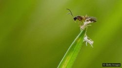 veja-o-que-sao-biodefensivos-agricolas-e-como-sao-usados-nas-lavouras