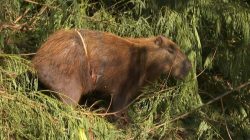 tentativa-de-resgate-de-capivara-ferida-mobiliza-forca-tarefa-e-comove-moradores-em-bebedouro,-sp