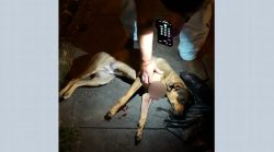 cachorro-passa-por-cirurgia-apos-ser-encontrado-esfaqueado-em-franca,-sp