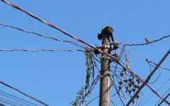 video:-gata-e-resgatada-apos-21-horas-presa-no-topo-de-poste-de-luz-em-ribeirao-preto,-sp