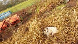 cachorra-que-desapareceu-apos-cair-de-transporte-pos-operatorio-e-encontrada-em-sitio-proximo-a-ituverava,-sp