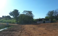 agricultor-e-internado-apos-ser-atacado-por-abelhas-no-sitio-da-familia,-em-jaboticabal,-sp