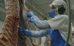 primeiro-no-brasil-a-exportar-carne-bovina-para-a-indonesia,-frigorifico-em-sertaozinho-muda-processo-de-abate-para-atender-muculmanos